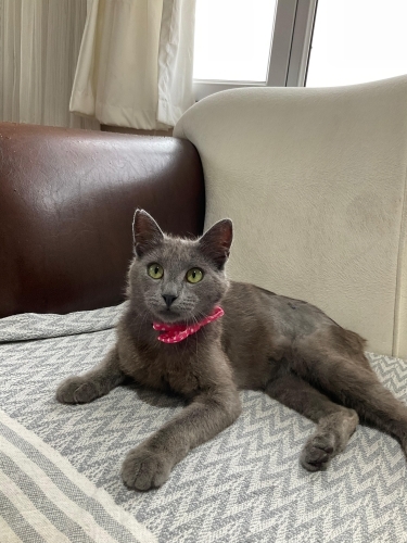 Ilk defa kedi bakacaklara üstün zekali kedi müjdesi! fotoğraf
