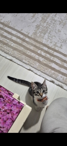 Acil Kalıcı Yuva Aranıyor fotoğraf