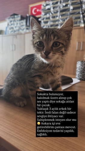 Yavru Tekir Kedi için acil yuva fotoğraf