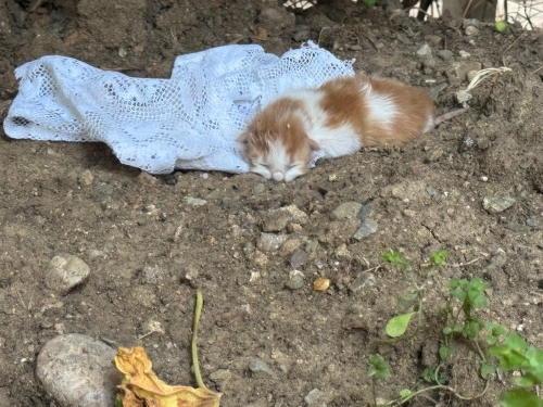 Annesi terk etti fotoğraf