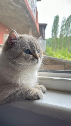 Oğlumuz behlülü sahiplendiriyoruz fotoğraf
