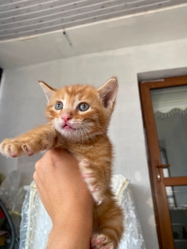 1 aylık küçük prens şanslı ailesini arıyor fotoğraf