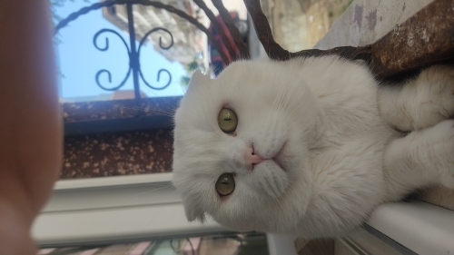 Oyuncu, dışarıyı izlemeye bayılır fotoğraf