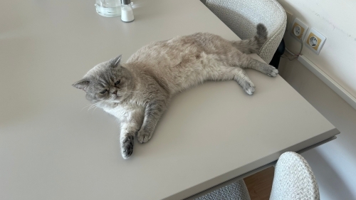 mavi gozlu beyaz renkli fotoğraf