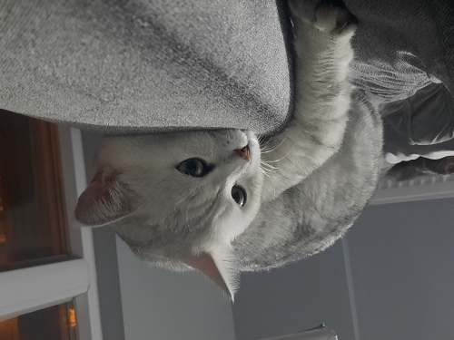 3 yaşında Safkan kısır british Shorthair fotoğraf