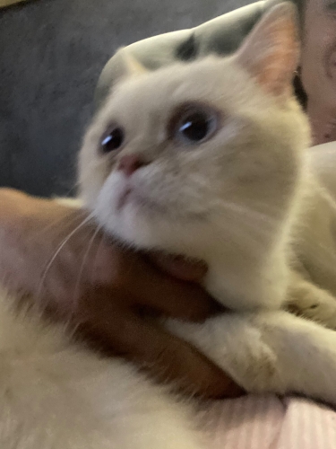 LEYDİMİZE ÖMÜRLÜK YUVA ARIYORUZ fotoğraf