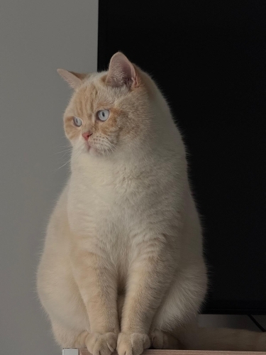 OĞLUMUZA YUVA ARIYORUZ fotoğraf
