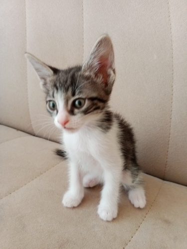 Miniklere Yuva Arıyoruz fotoğraf