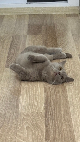 munchkin cinsi kısır kedi fotoğraf