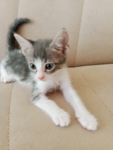 Miniklere yuva arıyoruz fotoğraf