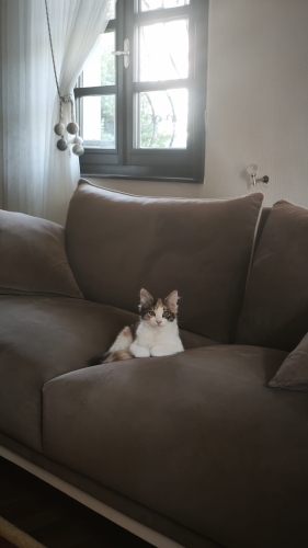 Sevimli yavrumuz sahip arıyoruzz fotoğraf