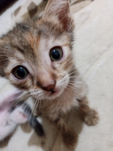 Miniklere Yuva Arıyoruz fotoğraf
