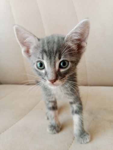 Miniklere Yuva Arıyoruz fotoğraf