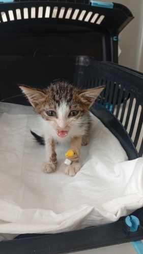 Yavru Kedi Acil Yuva Arıyoruz Sokağa dönmesin çok küçük fotoğraf