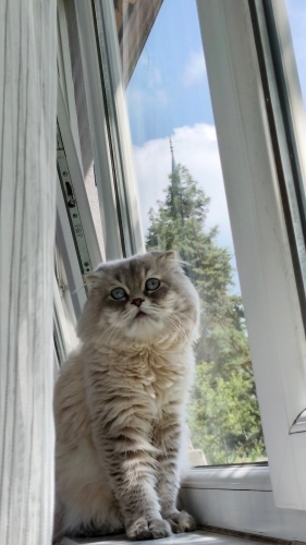 Çok sakin kendini çok sevdiren ev kedisi fotoğraf
