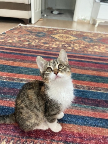 Acil Ankara yuva fotoğraf