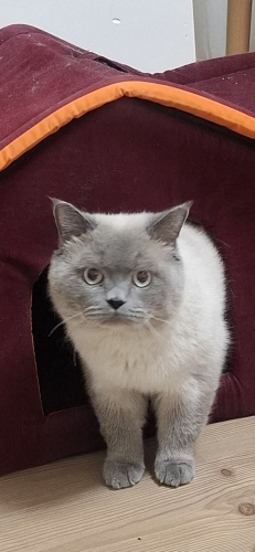 British Shorthair Erkek Acil Yuva fotoğraf