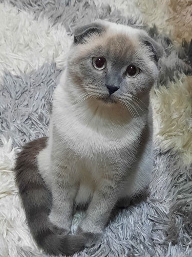 1 yaşında eğitimli sakin kedimiz fotoğraf