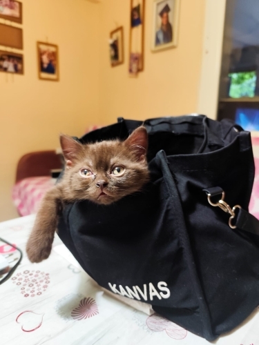 Sakinlik huzur uyum fotoğraf