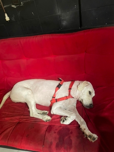 Ücretsiz sahiplenme golden köpek fotoğraf