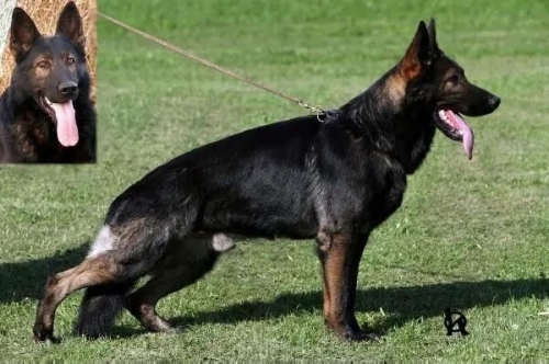 alman çoban köpeği melezi fotoğraf