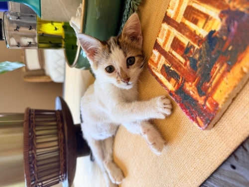 MİNİK YAVRU KEDİ YUVA ARIYOR ERKEK 2 AYLIK fotoğraf
