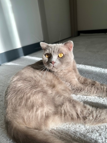 Kısır Erkek Scootish kedi fotoğraf