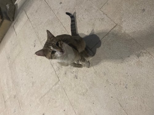 Tekir kedi Çok sevecen Akıllı bir kedi fotoğraf