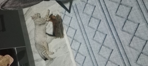 Sevecen oyuncu tırmaklaması yoktur fotoğraf
