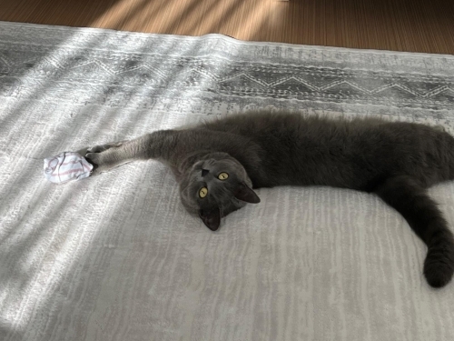 Ankara british shorthair fotoğraf