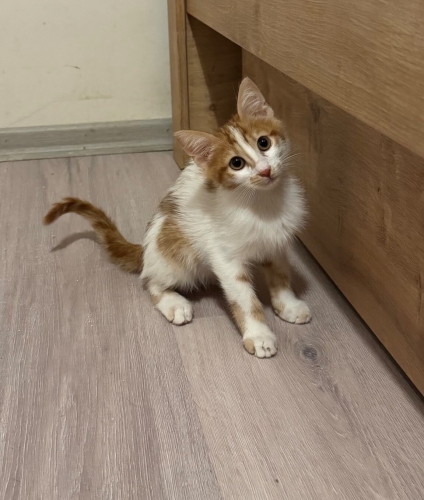 çili bebek acil yuva arıyor fotoğraf
