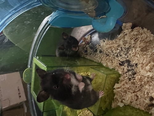 Dişi Syrian Hamster (Sahiplendirme) fotoğraf