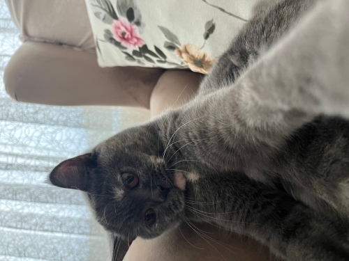 Lisa Ömürlük Yuva Arıyor fotoğraf