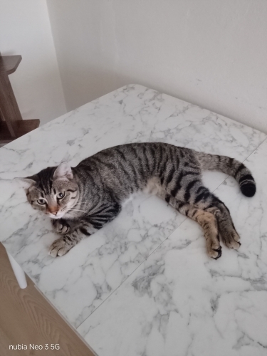 Aslan parçasına yuva arıyoruz fotoğraf