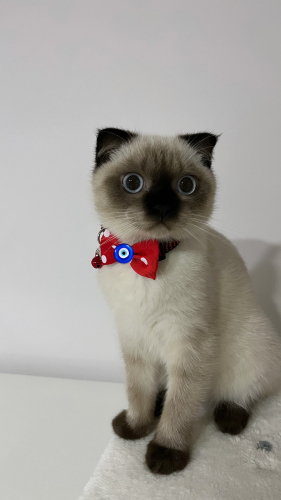 Mars yuva arıyor🐾 fotoğraf