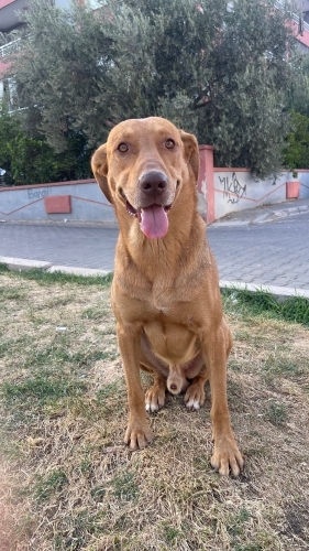 3 senedir sokakta bakıyoruz belediye alacak fotoğraf