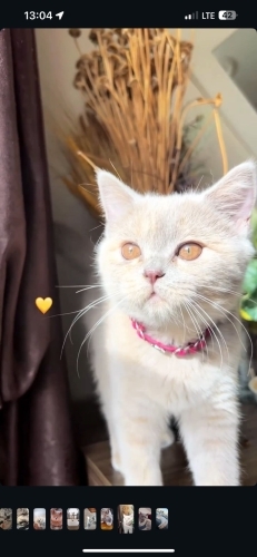 🐱 Ücretsiz Sahiplendirme – 3 Yaşında Sevecen Dişi Kedi (Bulgur) fotoğraf