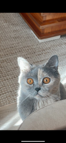 🌸 Acil Yuva Arıyor – 4 Yaşında Dişi Kedi Hestia fotoğraf