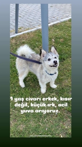 Ücretsiz sahiplenme fox terrier ömürlük yuva fotoğraf