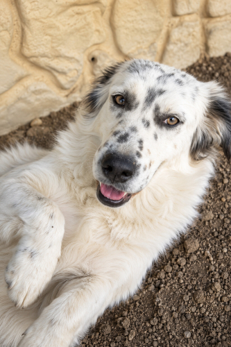 Ücretsiz sahiplenme border collie melez fotoğraf