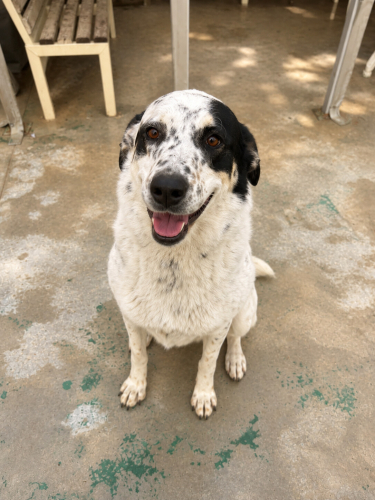 Ücretsiz sahiplenme border collie melez fotoğraf