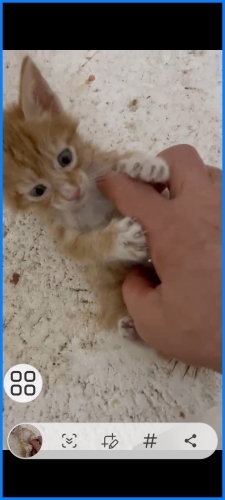 Bebişlere çok acil yuva arıyoruz fotoğraf