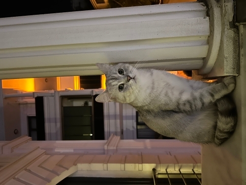 Sevimli kucak sevmeyen oyuncu fotoğraf