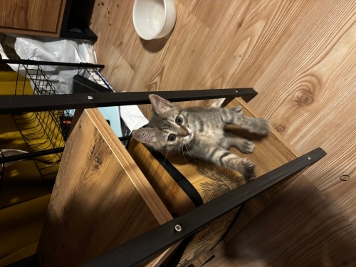 Acil yuva arıyor yavru kedi istanbul fotoğraf