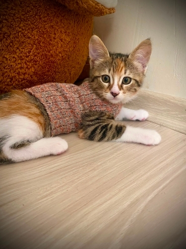 YAVRU CALİCO ÖMÜRLÜK YUVA ARIYOR fotoğraf