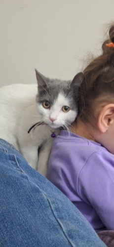 British Shorthair tekir kırması arkadaşı alerjim nedeniyle sahiplendiriyoruz fotoğraf