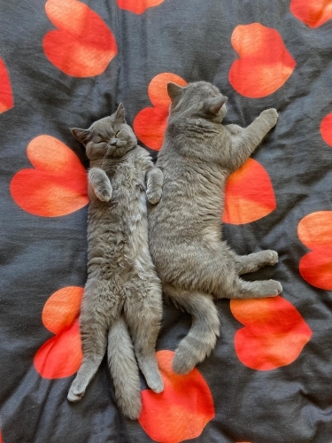 🐾 Birbirinden Ayrılmayacak İki British Shorthair İçin Ömürlük Aile Arıyorum 🐾 fotoğraf