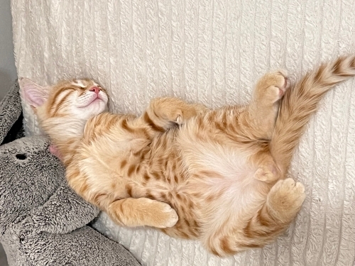 tekir erkek yavru kedi fotoğraf
