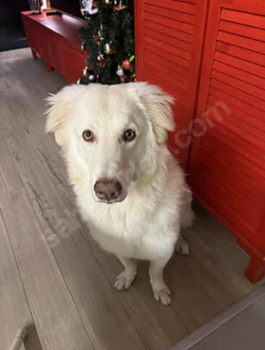 Acil-Golden Husky Kırması Çok Tatlı Oğlumuz 15 Aylık fotoğraf