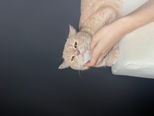 Belki de yeni en yakın dostun fotoğraf